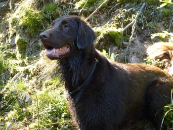 Fiene