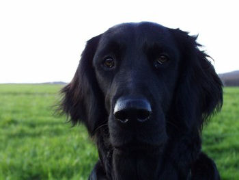 Samson